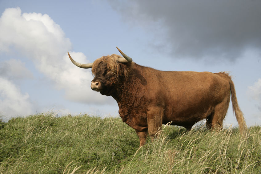 The four appointed Agriculture Champions have delivered their report on the future of Scottish farming