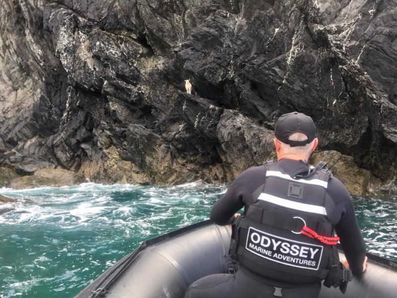 'Lucky' the lamb was stranded on the cliff edge for four days (Photo: Odyssey Marine Adventures)