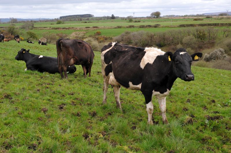 The presence of mud snails is a clear risk factor for fluke infections in livestock