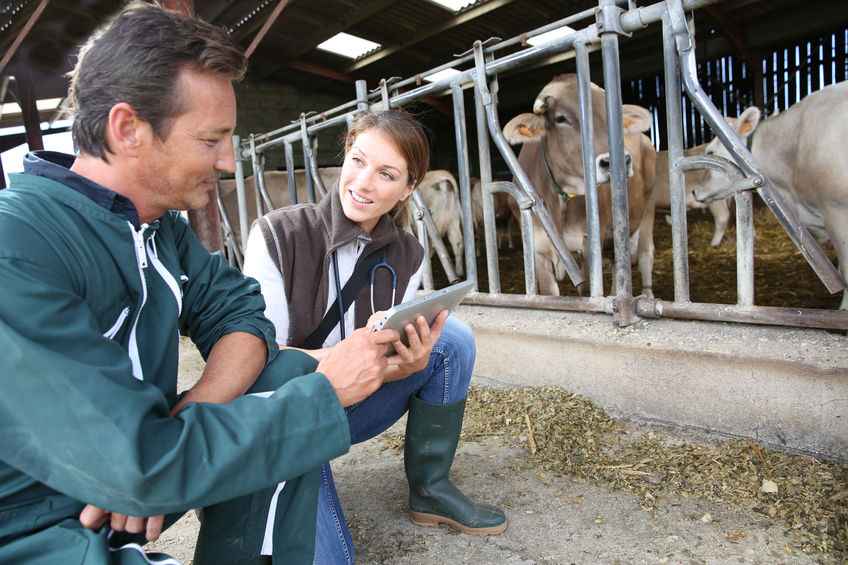 Vets have raised concerns about the Official Veterinarian (OV) training and revalidation process