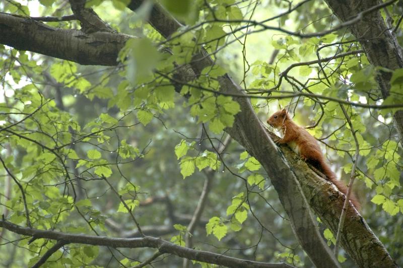 Woodland Trust says it wants farmers to see the practical and financial benefits that trees and woodland bring (Photo: Simon Brown)