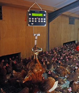 Birds should be weighed regularly