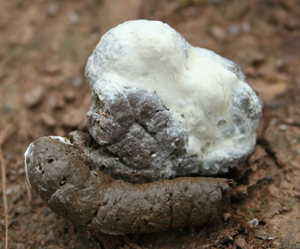 Examine droppings - This one is perfect