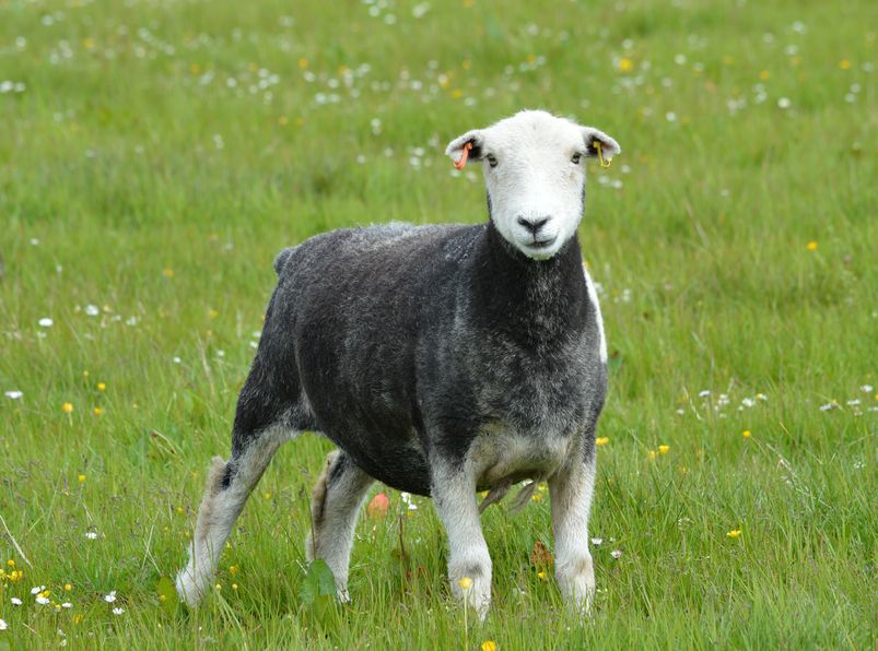 The launch of the guide will highlight the importance of the UK's native breeds and opportunities for young people in agriculture