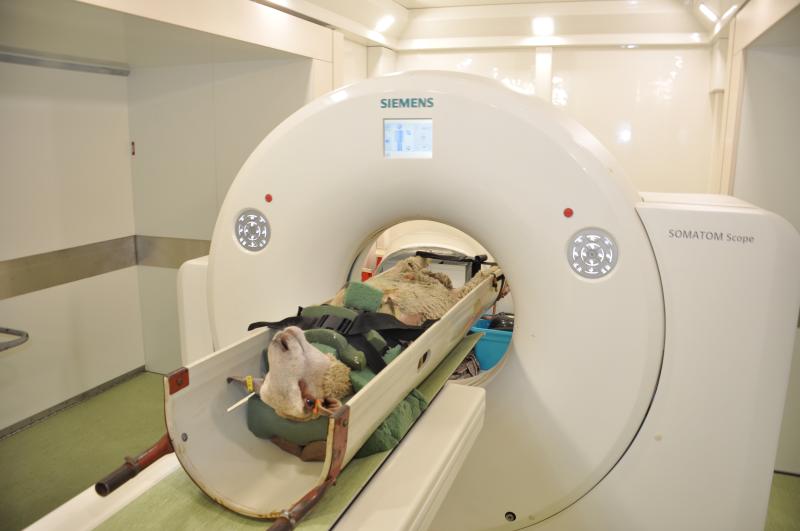 The CT machines are accurate enough to measure everything from spine length, to eye muscle area
