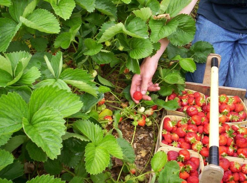 The report says the farming industry is struggling to recruit enough seasonal workers