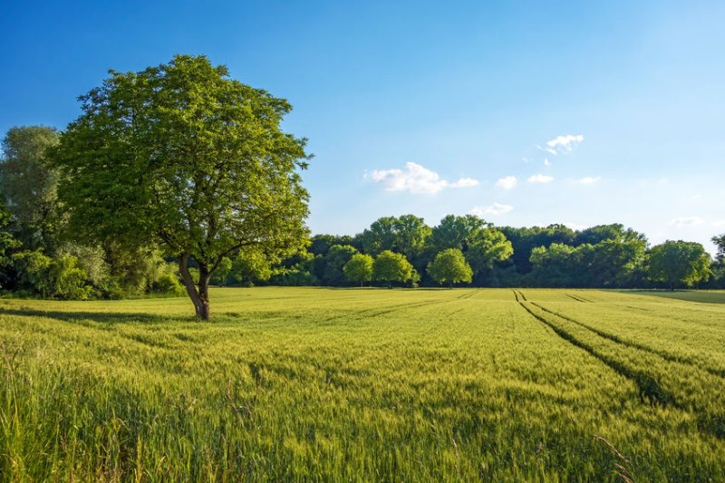 Trees on farms are "essential" to improve productivity and environmental protection post-Brexit, the report says (Photo: LPA/REX/Shutterstock)