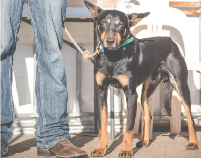 The record-breaking farm dog (Photo: Casterton Kelpie Muster)