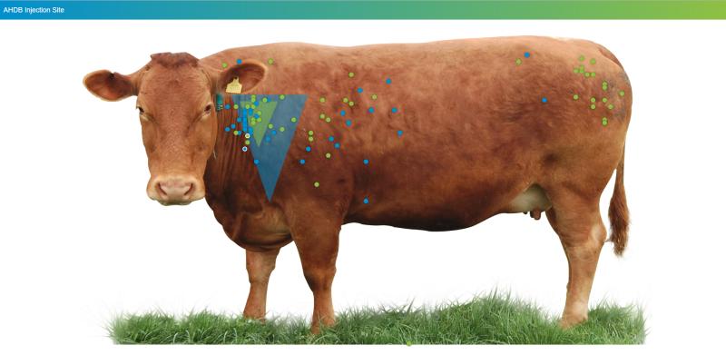 The green dots are where producers would inject intramuscular injections and the blue dots are for sub-cutaneous injections. The triangles are the ideal areas for both injections