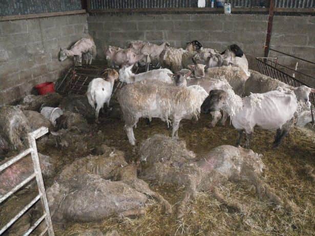 Two people have been convicted of animal cruelty after the RSPCA investigation at the farm (Photo: RSPCA)