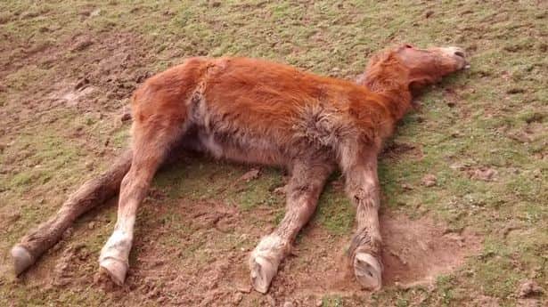 (Photo: RSPCA)