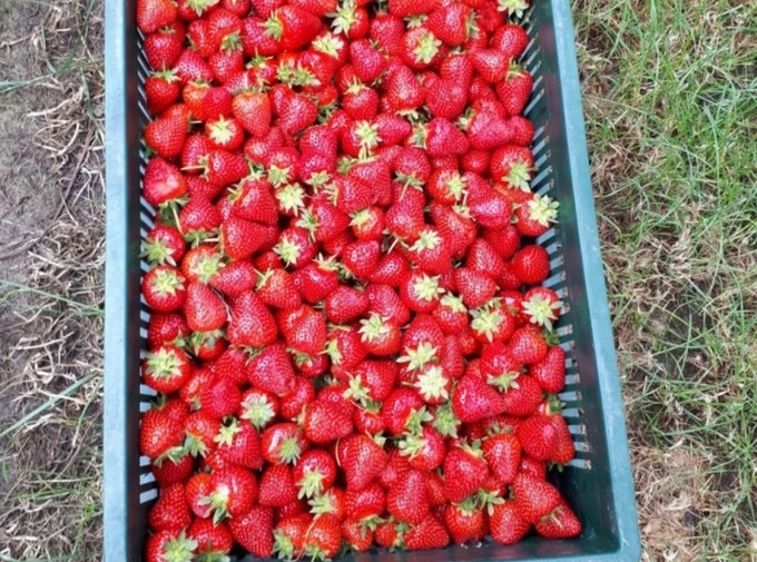 Strawberry crops worth thousands of pounds have been stolen from numerous fruit farms in Kent (Photo: Kent Police)