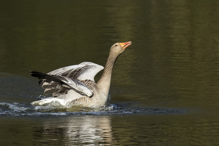 A wild greylag goose tested positive for bird flu was found dead in Lurgan Park, Co Armagh