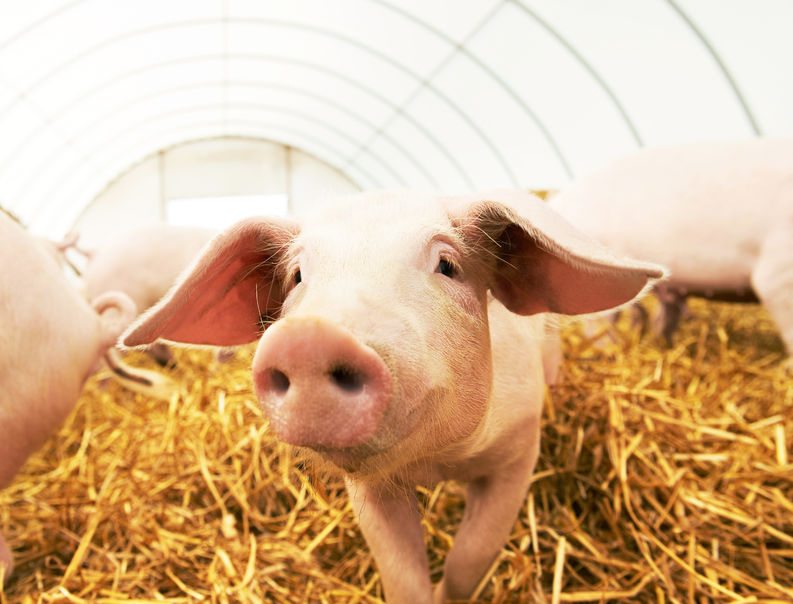 Gene-edited pigs are resistant to billion dollar virus, a new study finds