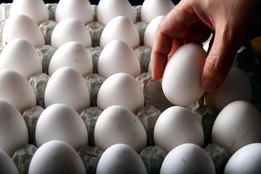 A batch of organic eggs in Germany has been found to have been infected with salmonella enteritidis