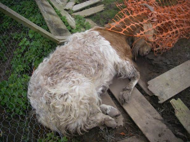 Hundreds of dead animals were piled up and scattered across the large secluded farm (Photo: RSPCA)