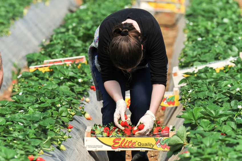 The new report calls for the horticulture sector to inspire millennials amid a potential post-Brexit migrant labour drain