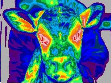 Thermography can reveal various stages of BRD,  a complex disease that affects millions of animals