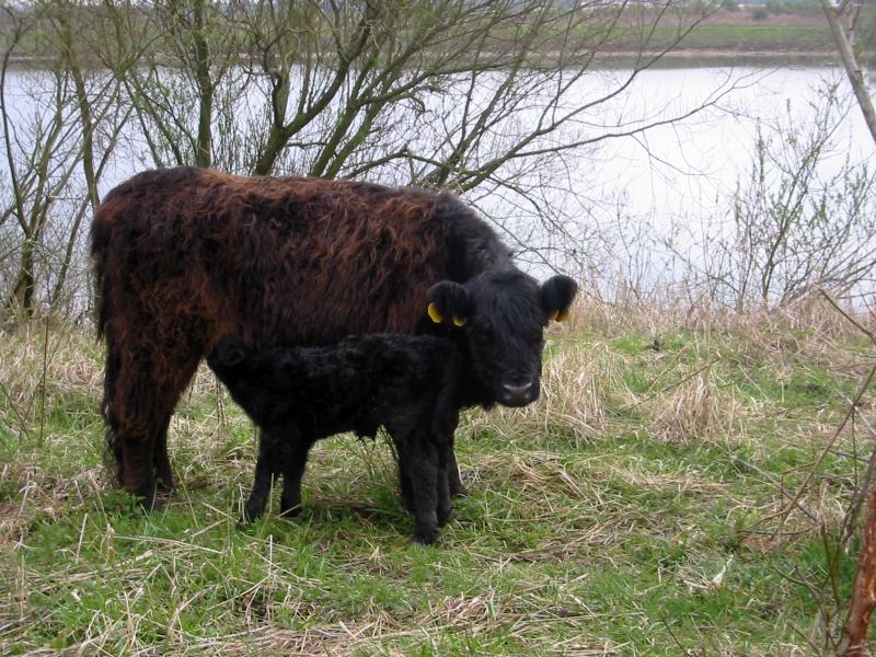 The Galloway cattle breed is seen as one of the best beef breeds in the world (Photo: GerardM/CC BY-SA 3.0)