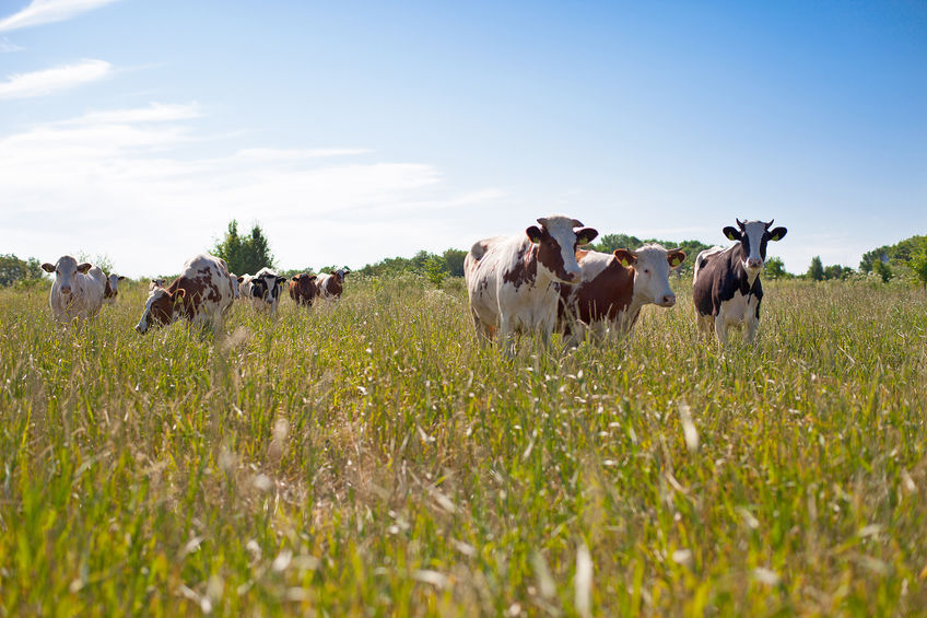 Quality Meat Scotland said a “net zero” ambition would mean the end of viable livestock farming in Scotland