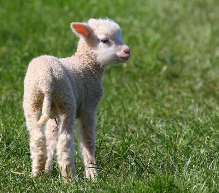 North Yorkshire police called the crime "terrible and cruel"