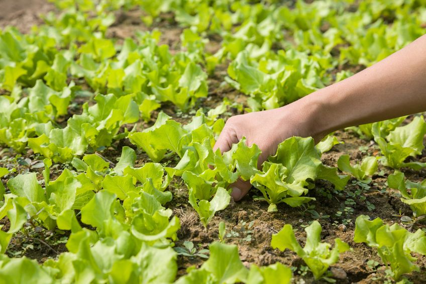 According to the BLSGA, when the mercury hits 30 degrees Celsius the lettuce crop cannot grow