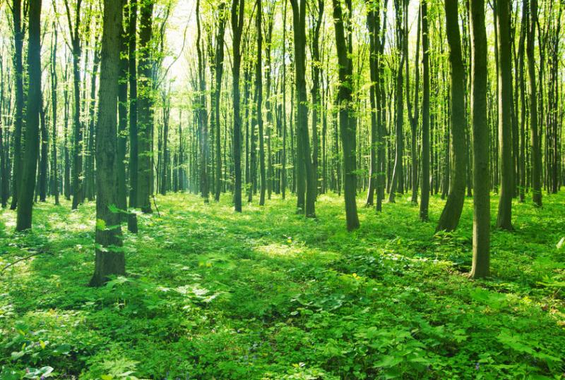 Woodland carbon credits provide incentives to cut UK emissions