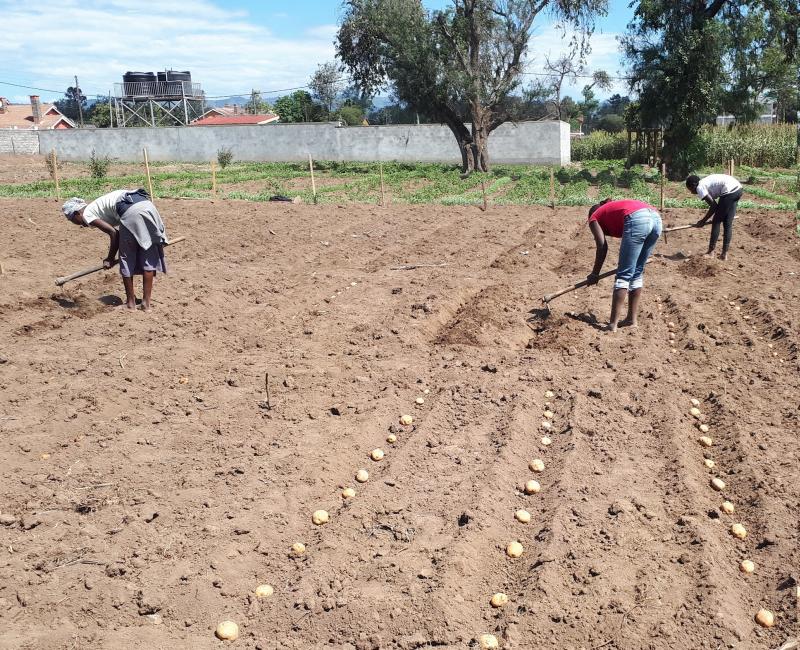 Three British potato varieties have been recommended for release in Kenya