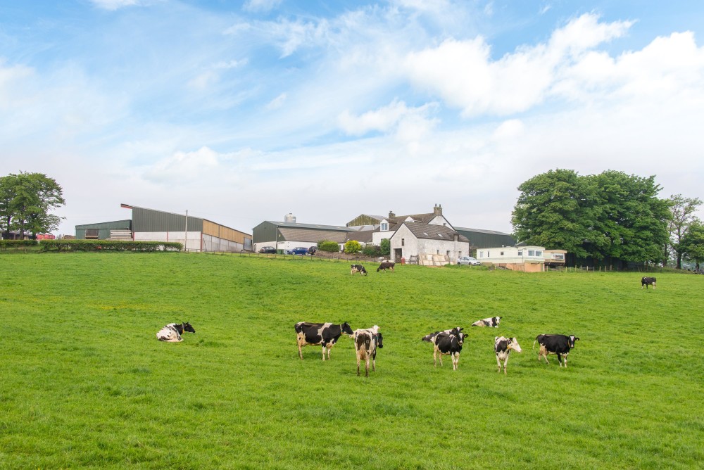 The farm currently centres on a herd of 315 dairy cows (Photo: Galbraith)