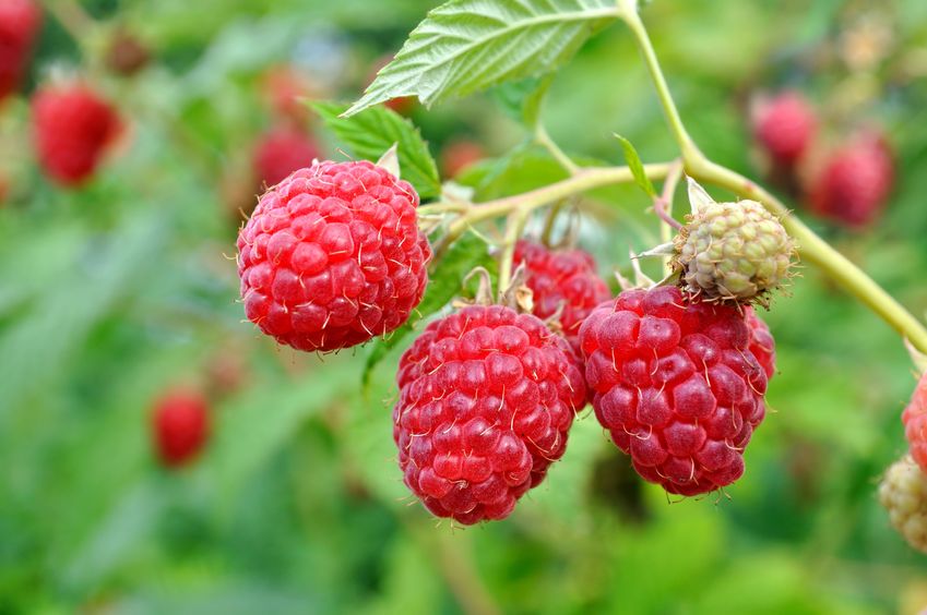 Over the past year, more than 25,000 tonnes of raspberries were sold in the UK
