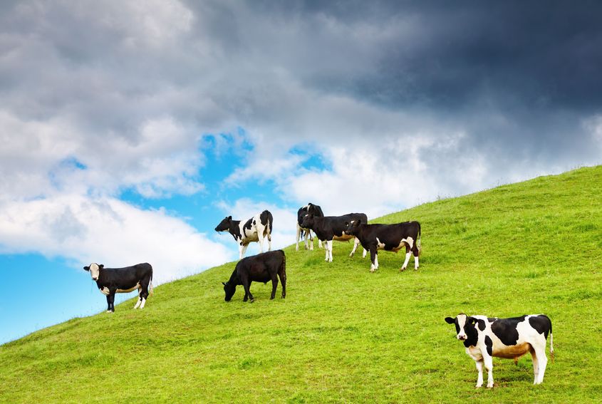 100 dairy farms from across eight countries are involved in the project