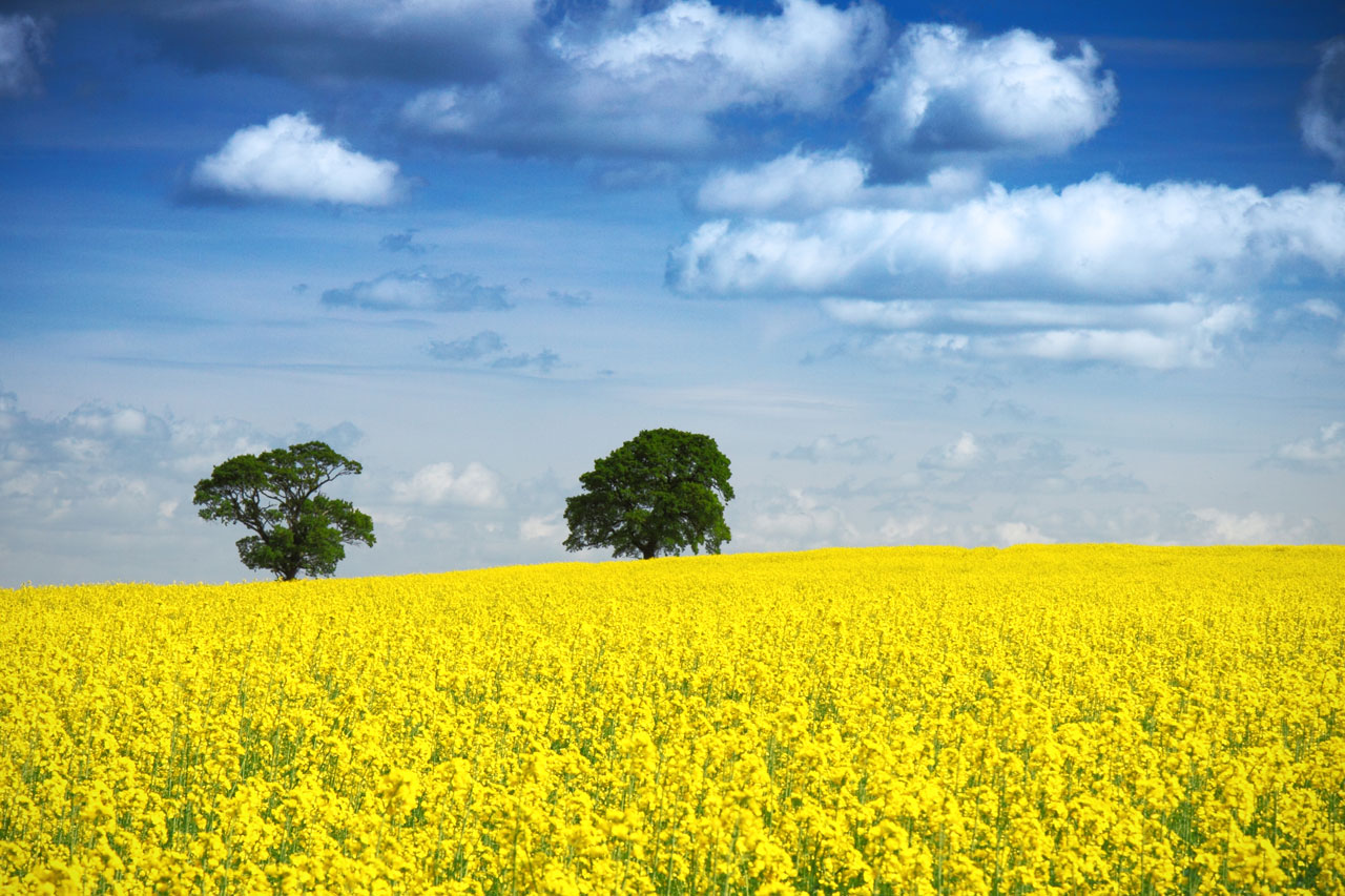 Despite a significant increase in the oilseed rape area, it is still low in comparison to recent history