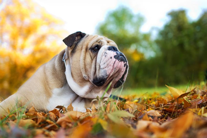 The dog, believed to have died due to the injuries sustained, is said to have been an English bulldog