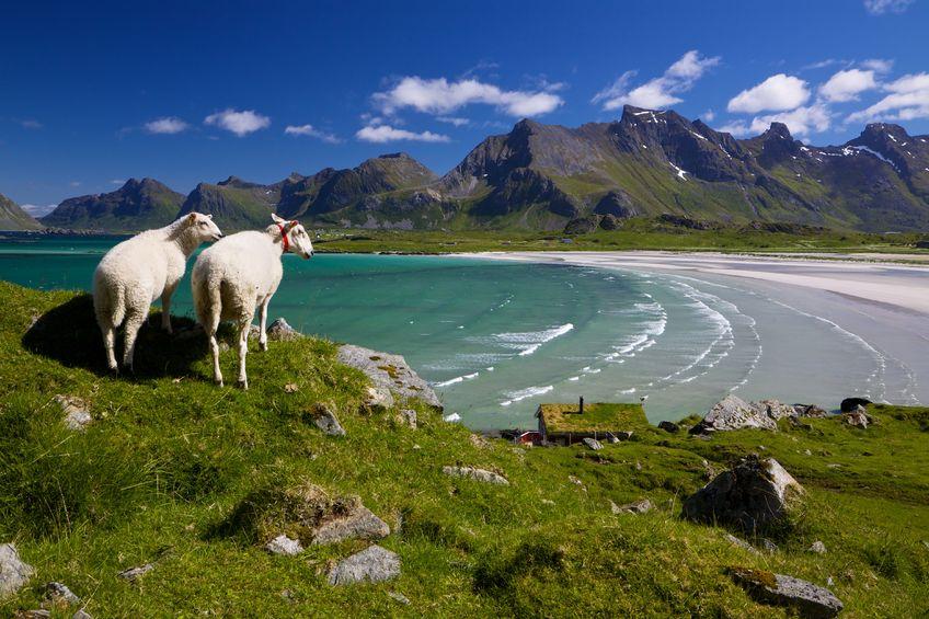 Fancy having a break from the UK? A small Norwegian dairy farm on the Lofoten Island is looking for British farmers to help out