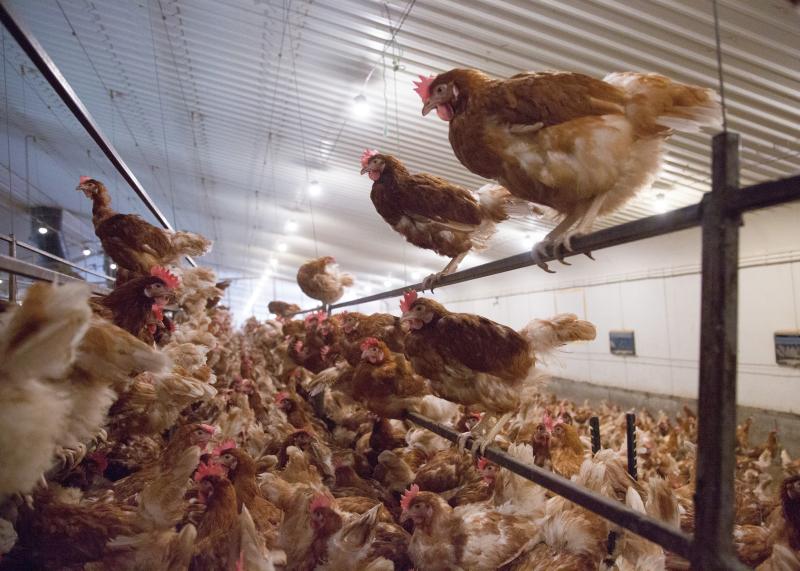 It is estimated that about 250 free range egg farmers are affected by the changes