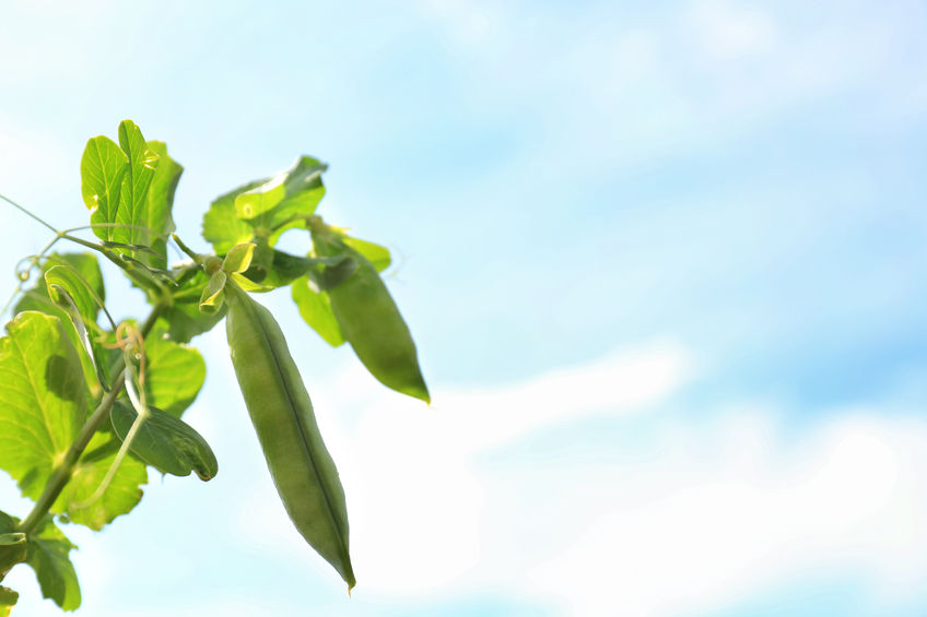 There are 35,000 hectares of peas grown in the UK each year