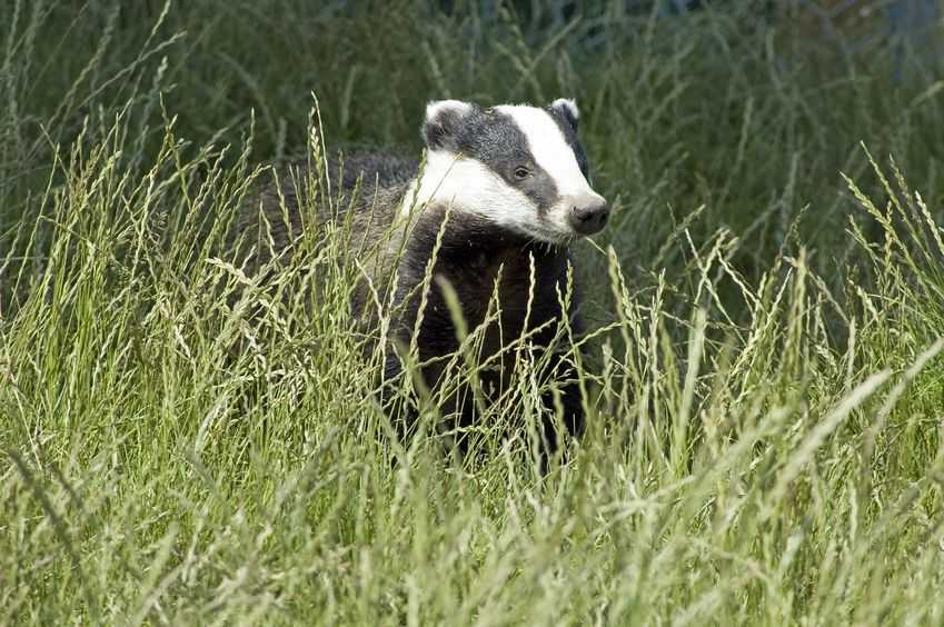 A landmark court battle over the government's policy on badger cull has begun