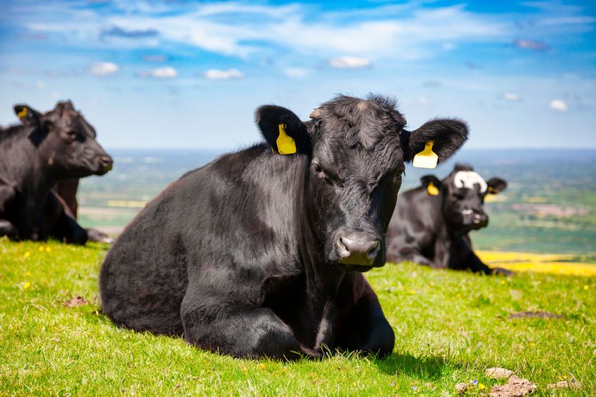 Beef farmers will benefit from a new contract as Tesco relaunches Sustainable Farming Group