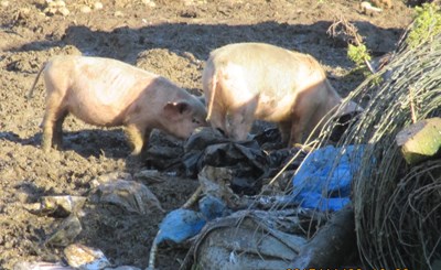A pig was seen struggling to walk in a pen of deep muck littered with debris from a broken wall