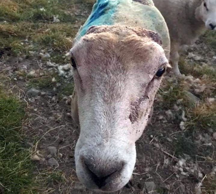 The brutal attack has been reported to Dyfed-Powys Police (Photo: Arwyn Huxley/Facebook)