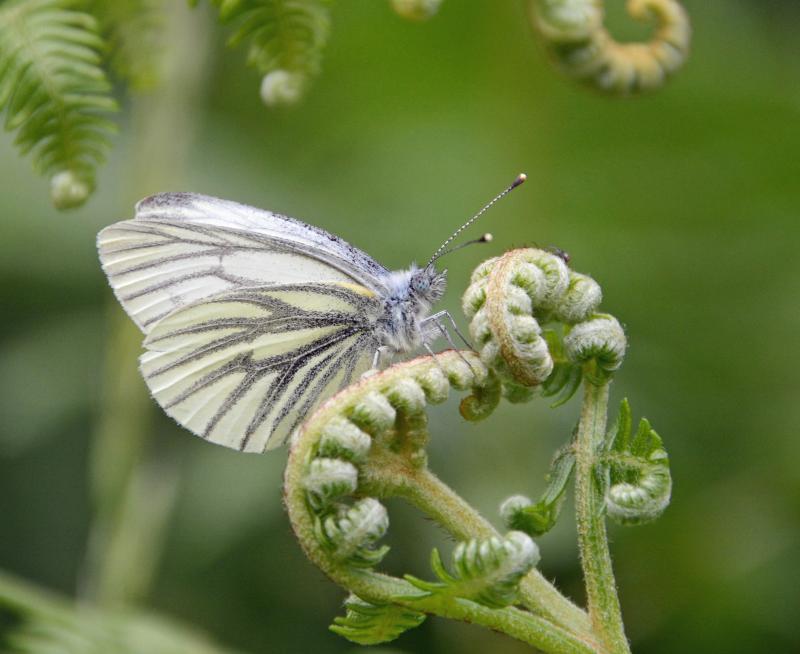 Agri-environment schemes that give public benefit should be valued and supported, GWCT says