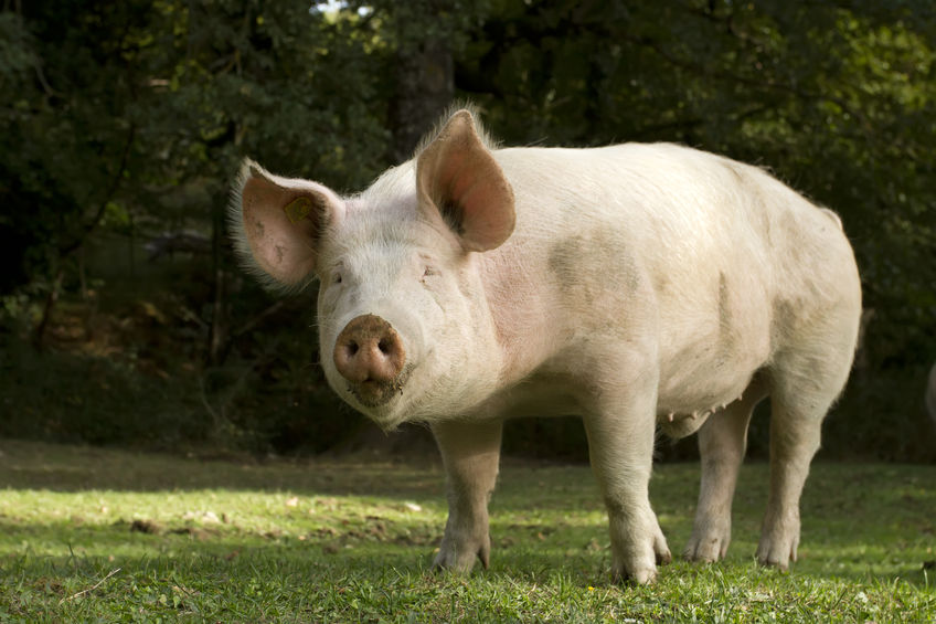 Porcine reproductive and respiratory syndrome (PRRS) is a virus that causes a disease of pigs