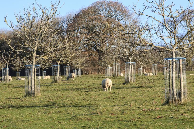 The NSA and Woodland Trust have united in encouraging integration of trees within sheep farms