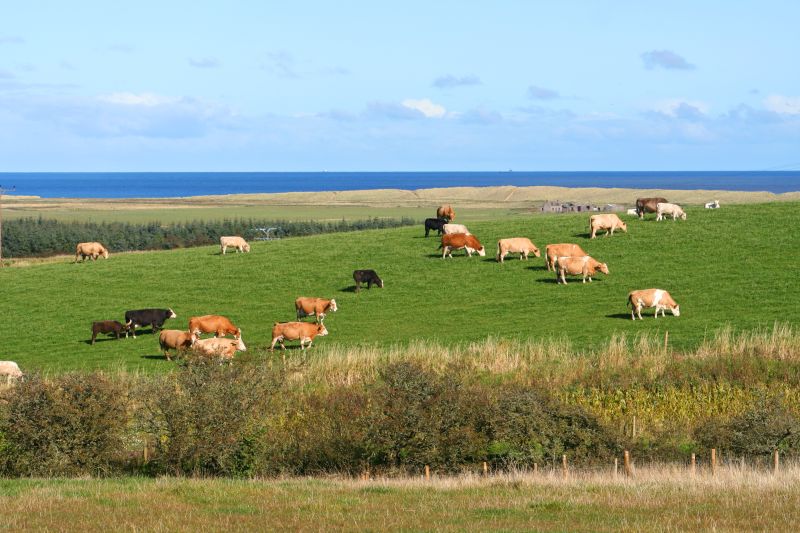 Kinloch has been described as a