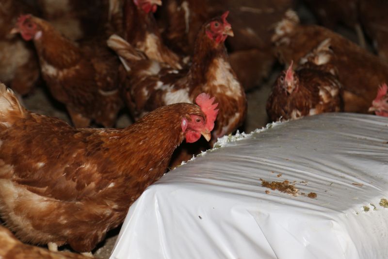 Doug says the lucerne pecking bales provide his birds with greater well-being and overall health