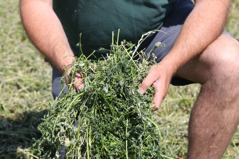 The lucerne is being grown on Doug