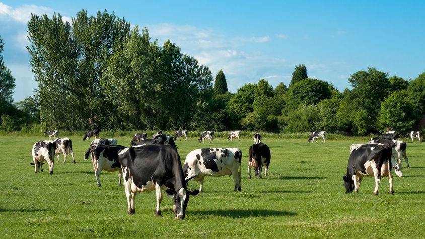 The £6.5m programme will help drive efficiency and profitability on Welsh dairy farms