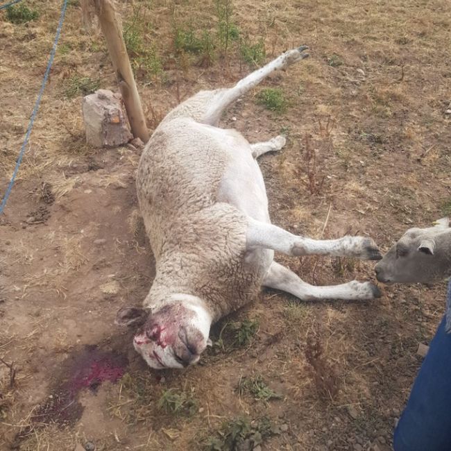 Mr Street said he believed that the attack was the action of "someone with a grudge"  (Photo: RSPCA)