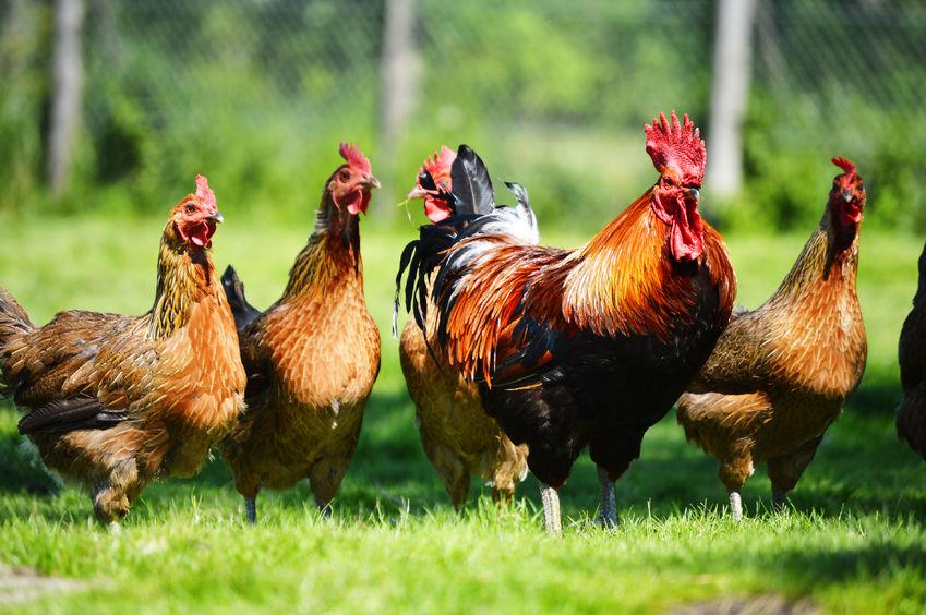 Newcastle Disease is a viral infection that kills some, if not most birds in flocks it infects
