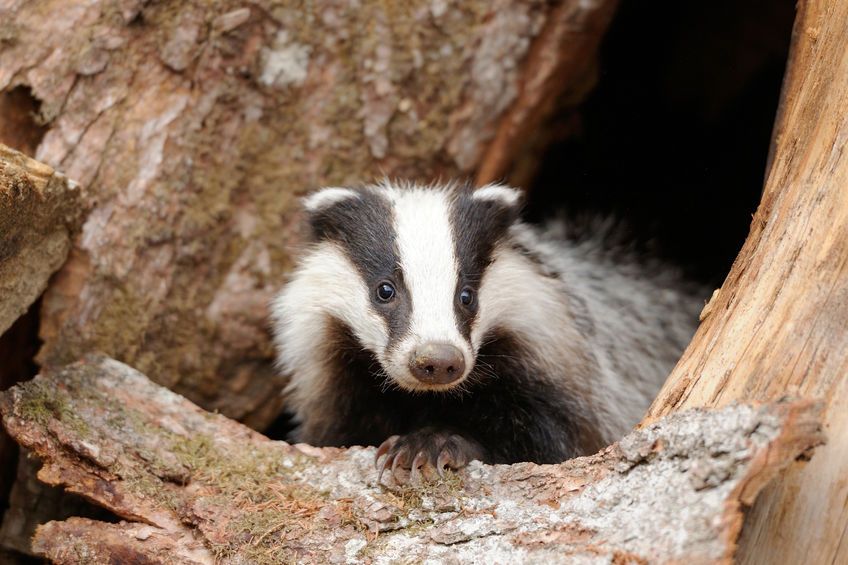 The BVA said there are reports that badgers may be trapped with no access to water until the cages are checked